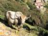 yak_small.jpg