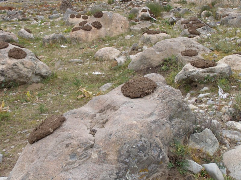 yakdungpattiesmaybeplasteredonthestonestodryinthesun.jpg