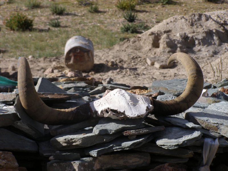 yakhorns.jpg